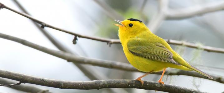 Wilson's Warbler