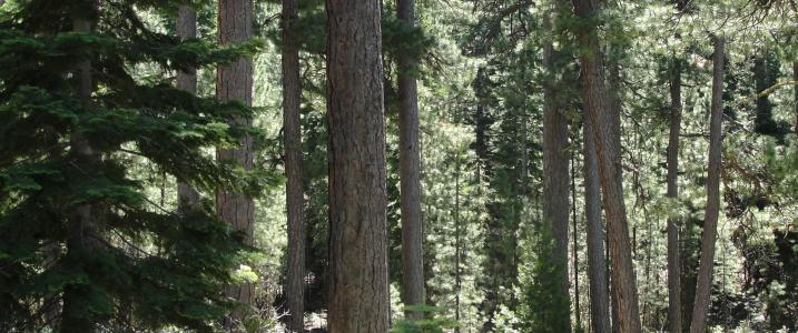 Trees