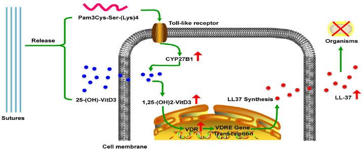 Nanofiber suture diagram