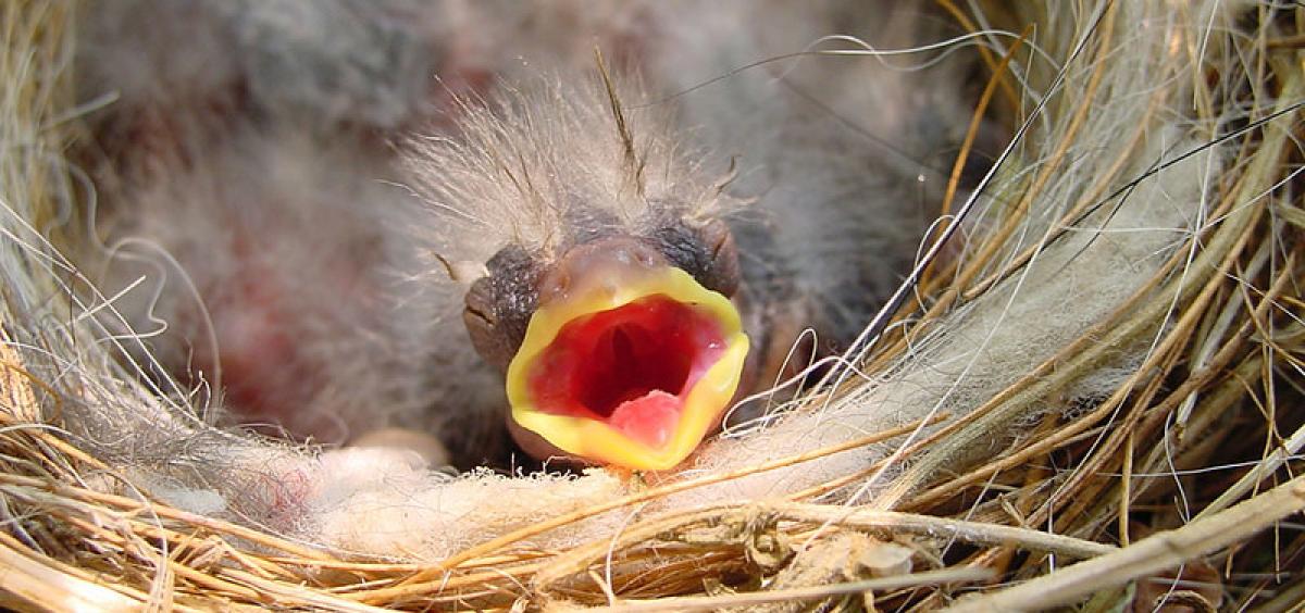 Baby bird. Photo from Flickr by Ryan Keane.