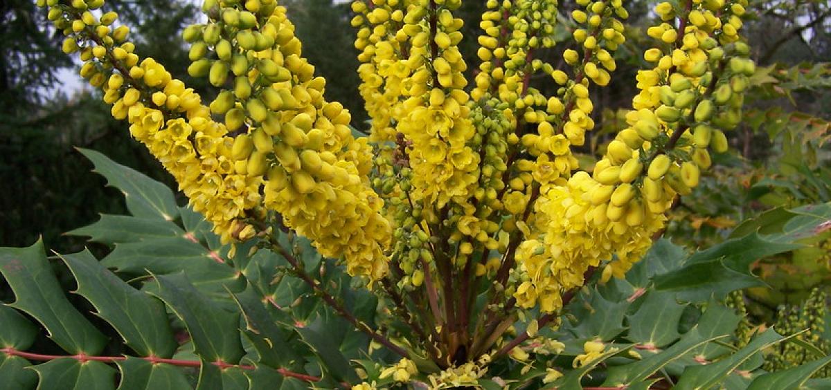 Oregon grape