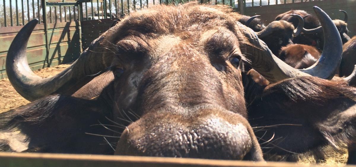 Close-up front view of a buffalo looking straight at the camera over enclosure bars. It has a big nose.