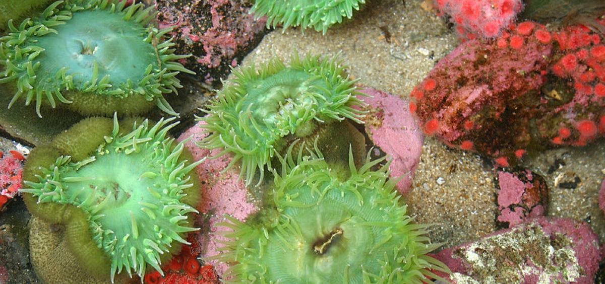 Image of sea anemones in water 