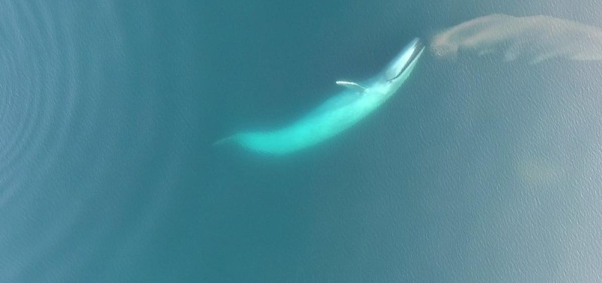 blue whale eating krill 