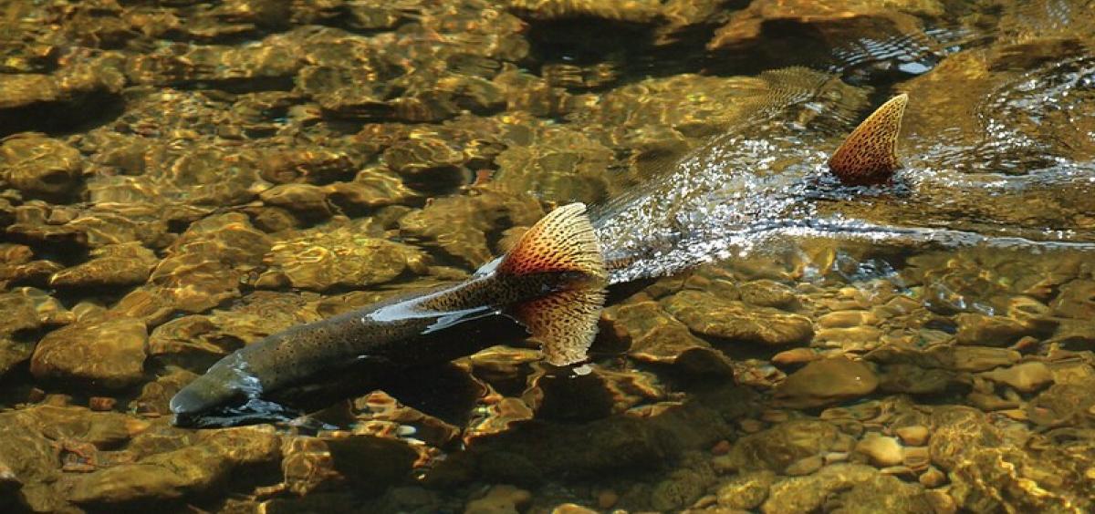 Chinook salmon in river 