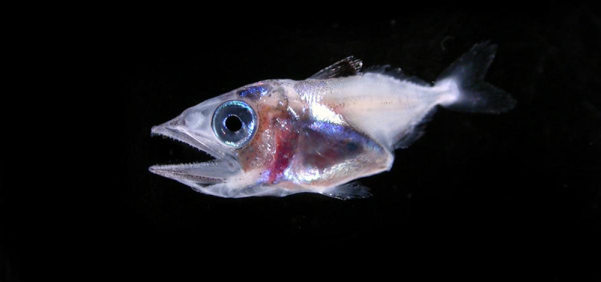 Image of larval blackfin tuna 