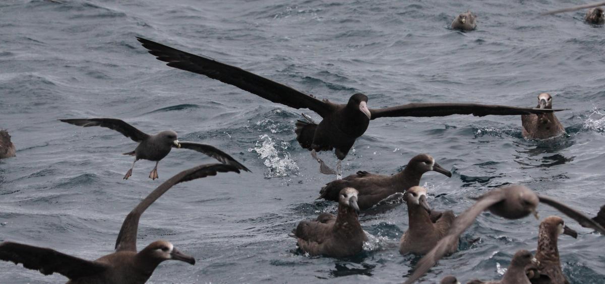 Image of multiple albatross in the water 