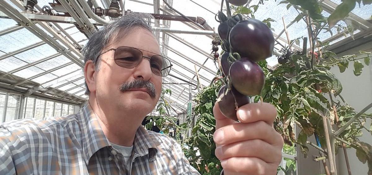 Jim Myers with Midnight Roma purple tomato. Photo by Jim Myers