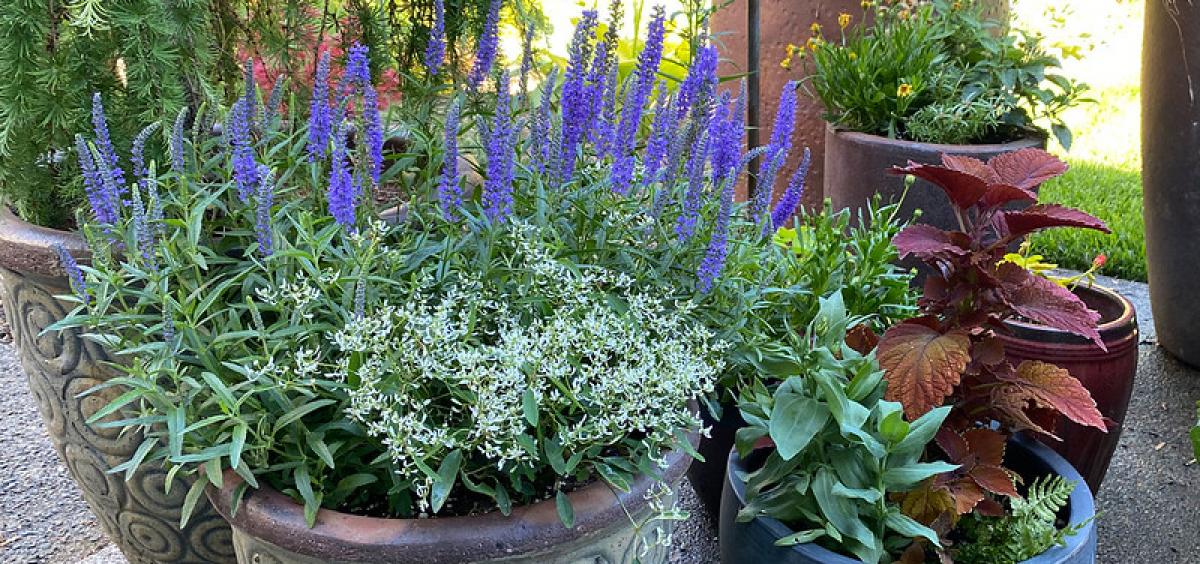 Container plants need plenty of water during heat waves.
