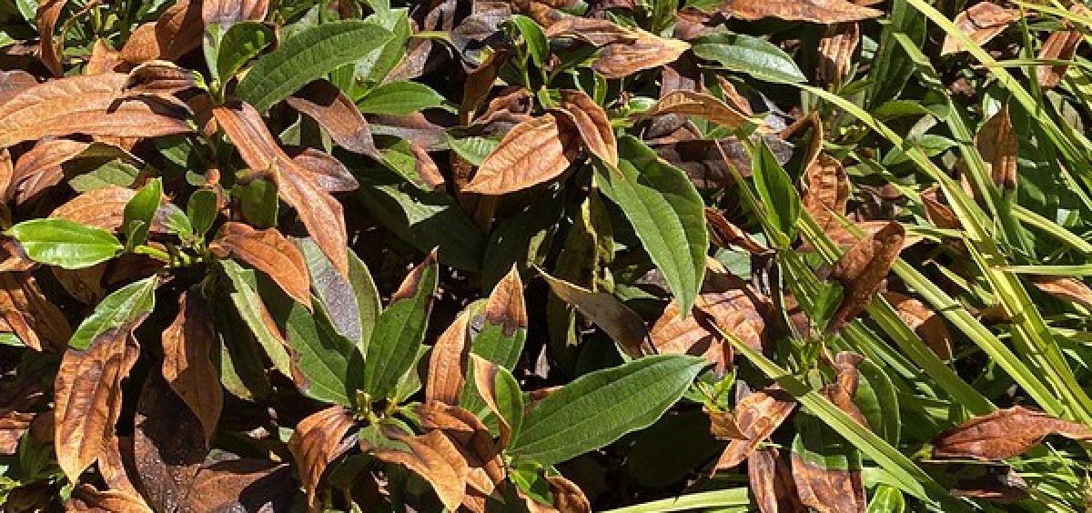 heat-burned plant