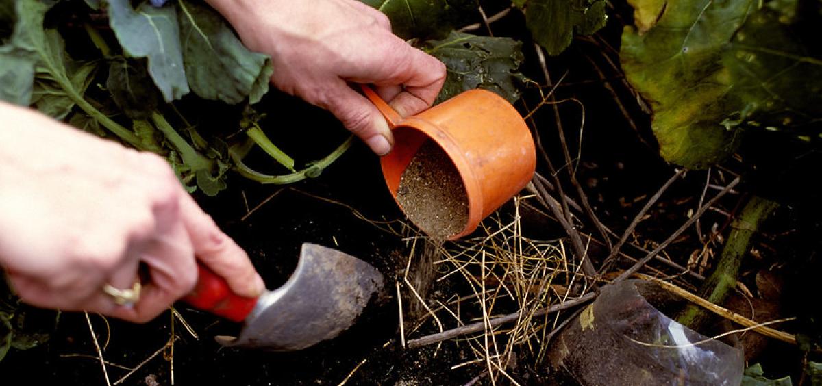 Fertilizing the vegetable garden.