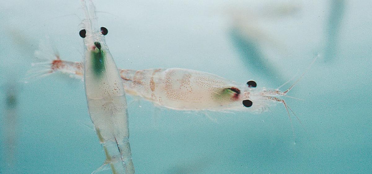 Image of two gravid krill in a background of blue water 
