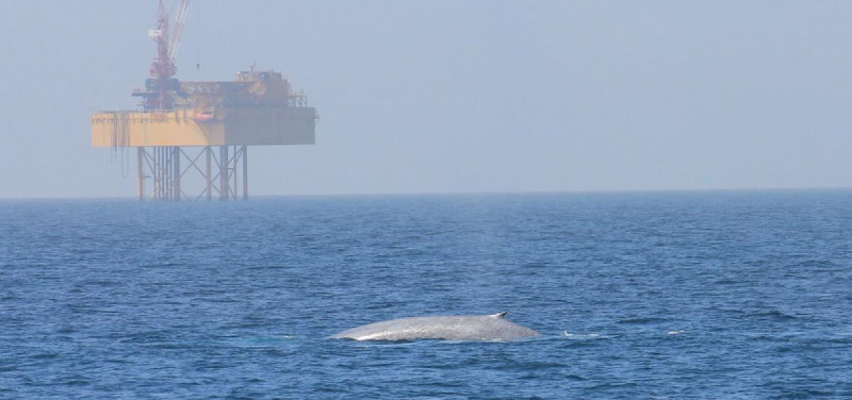 Image of a New Zealand blue whale in the ocean in the foreground with a drilling rig in the background. 