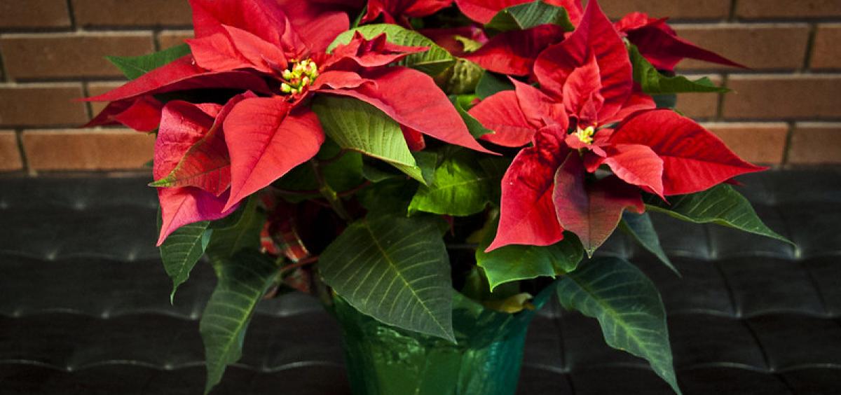 poinsettia
