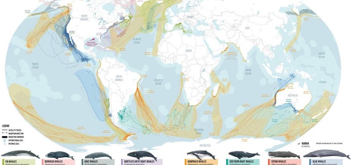 Image of global map that shows patterns of travel for various whale species