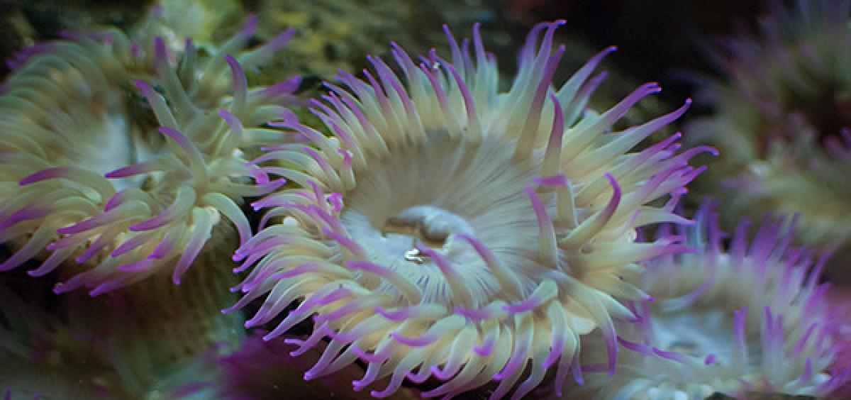 Close up image of green and purple sea anemones. 
