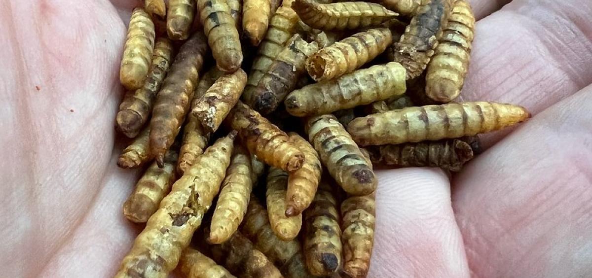 Soldier fly larvae