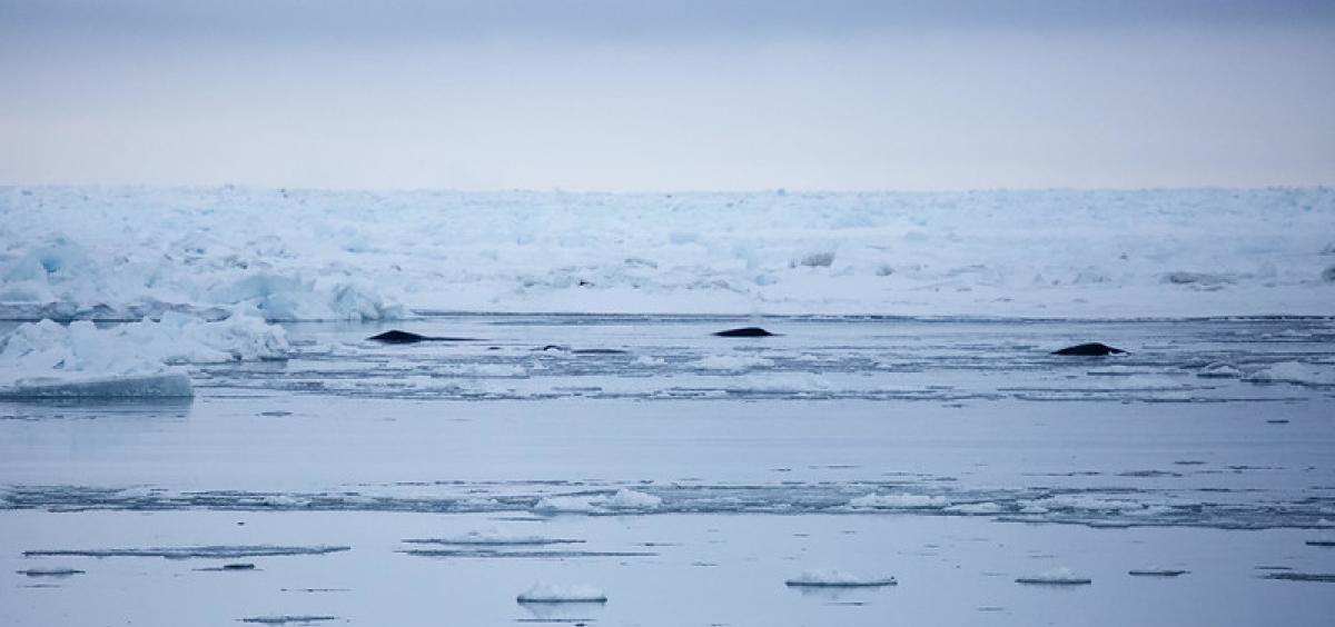 The heads of three bowhead whales can be seen in the ocean, with sea ice behind them.