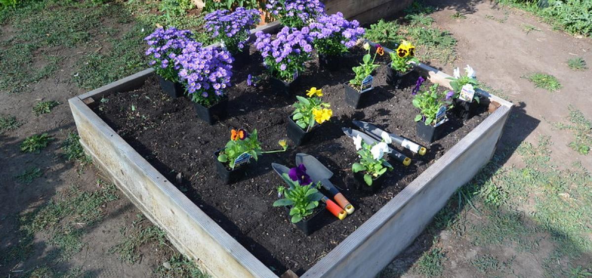 Raised beds in accessible garden. Photo by Mary Stewart.