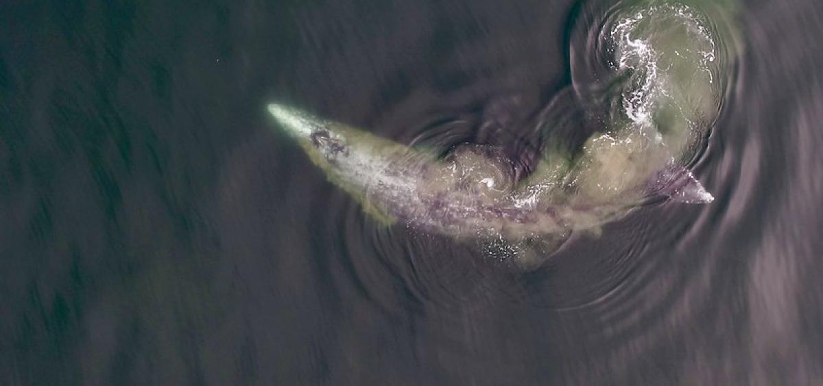 Aerial image of a gray whale.