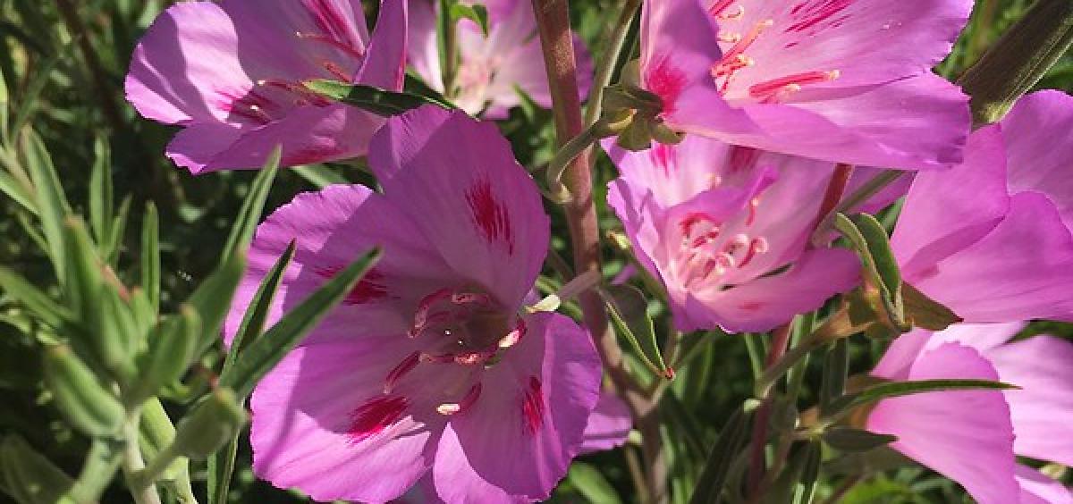Pollinators preferred native Clarkia amoena over its cultivars. Photo by Jen Hayes.