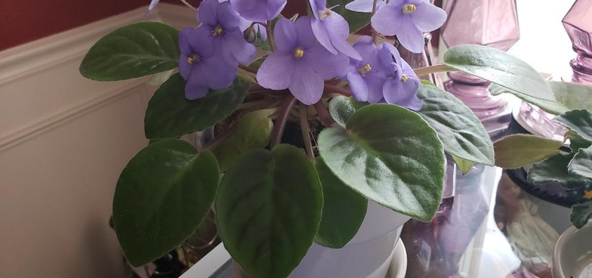 African violet