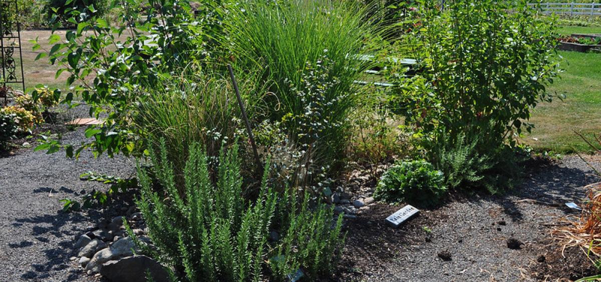 Rain garden