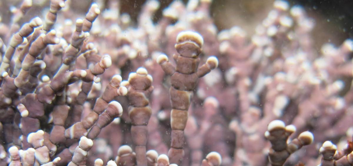 Calliarthron tuberculosum