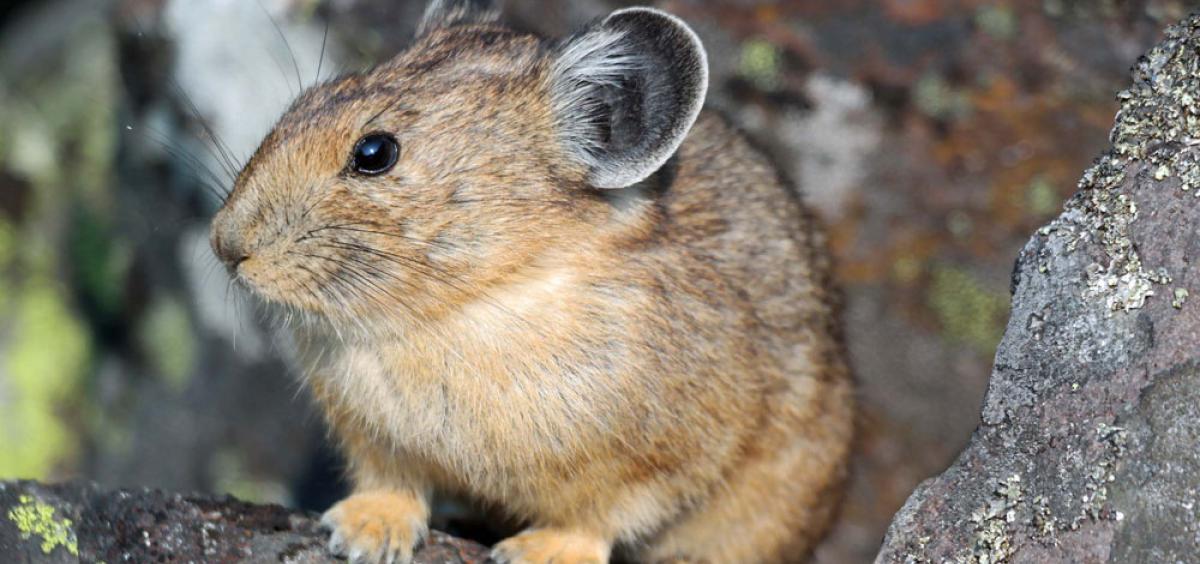 Adult pika at Palisades Falls, Montana