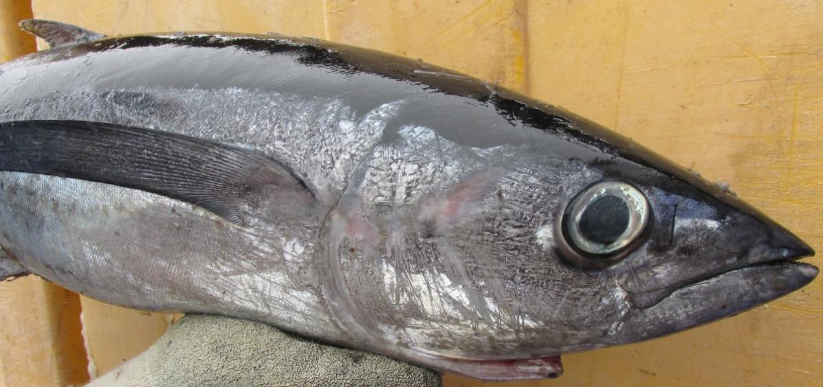 Albacore tuna