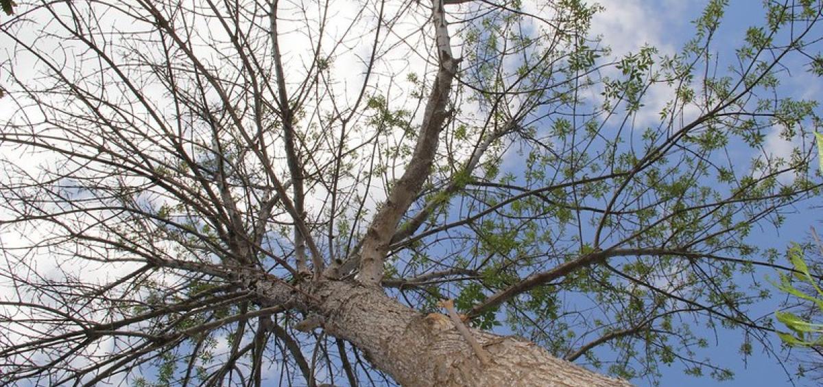 Symptoms of an emerald ash borer infestation are a dying crown, sucker shoots growing from the trunk or base of the tree, D-shaped holes in the bark, splitting back and S-shaped areas underneath the bark. 