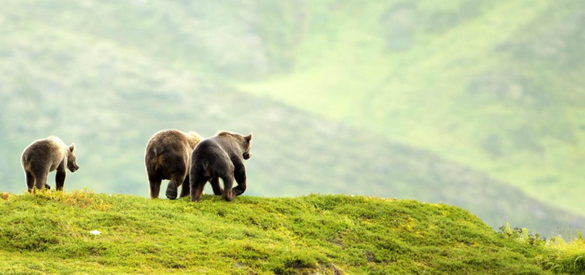 Alaskan brown bears