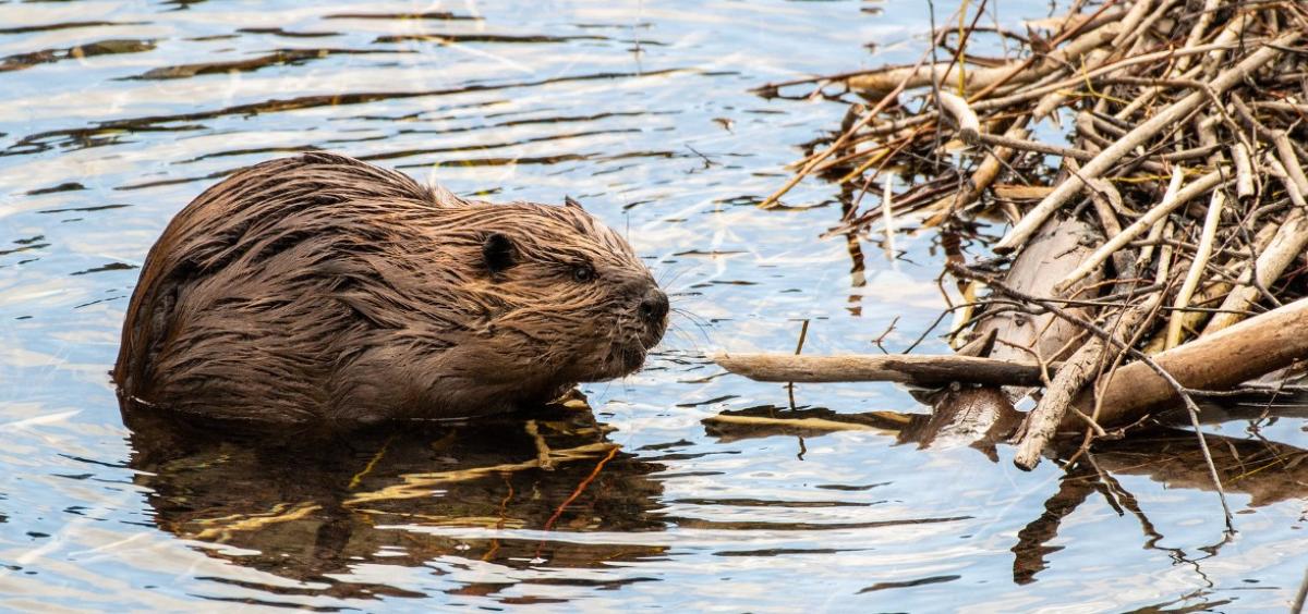 Beaver in water