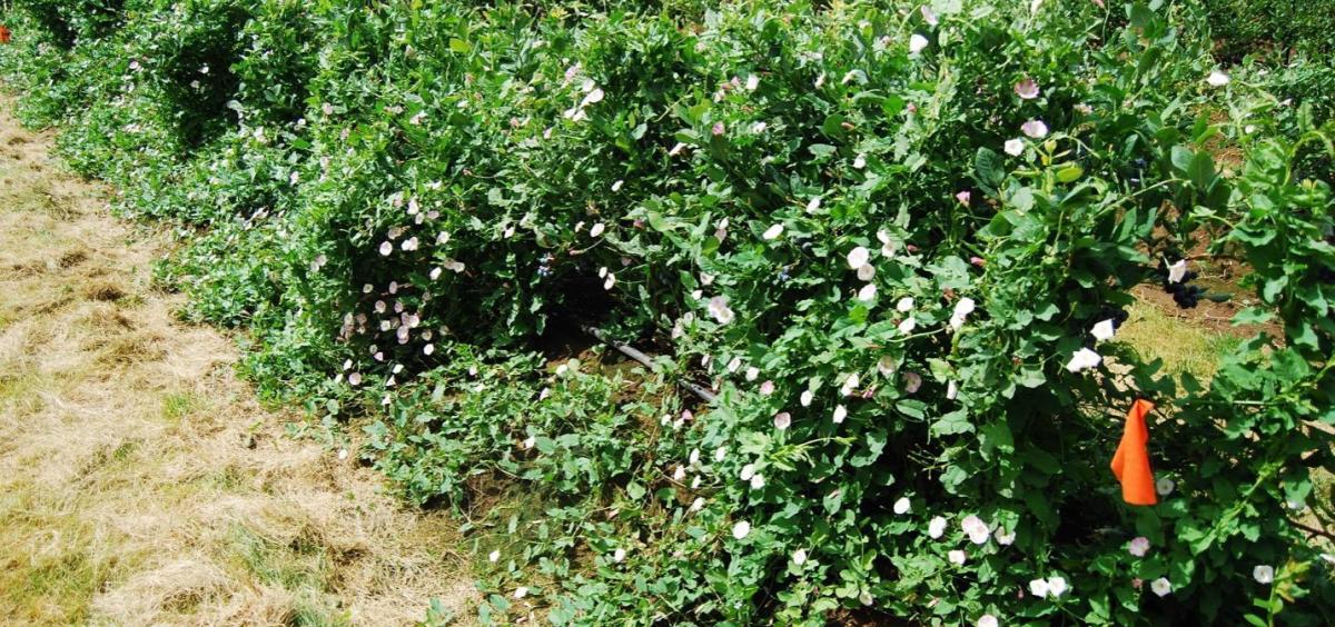 Bindweed grows along the ground until it contacts other plants or structures, and it spreads over anything in its path.