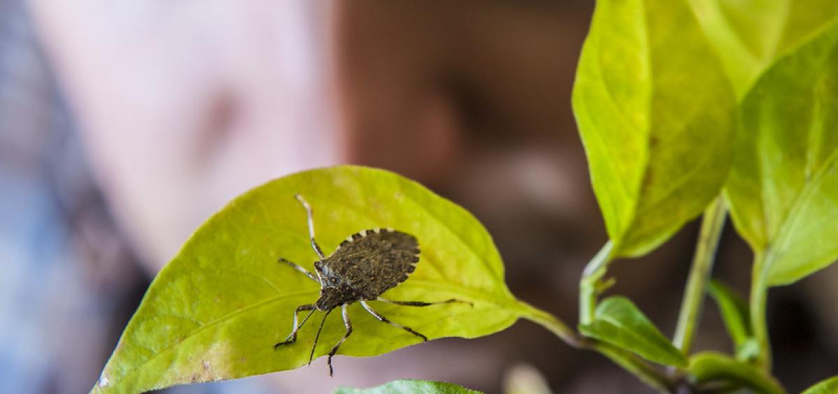 Brown marmolated stink bug.