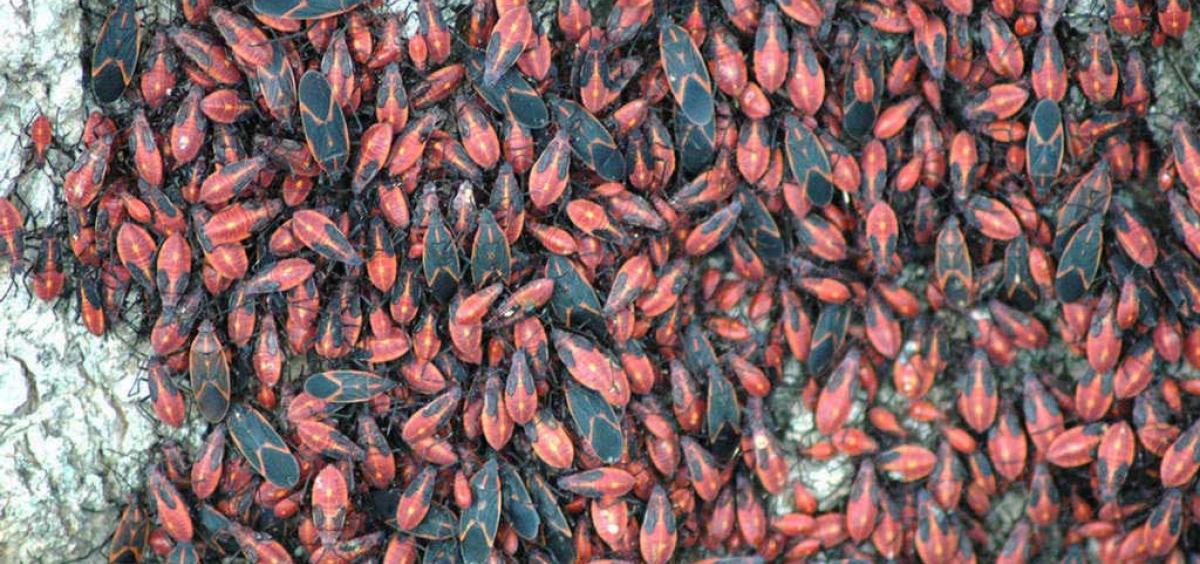 boxelder bugs