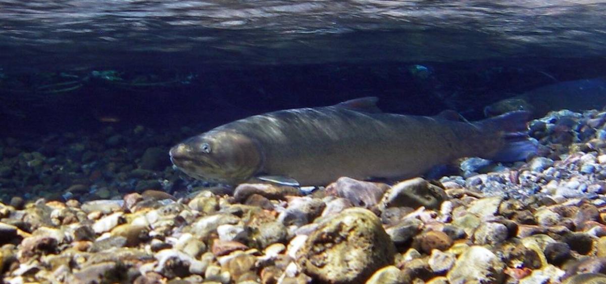 Bull trout
