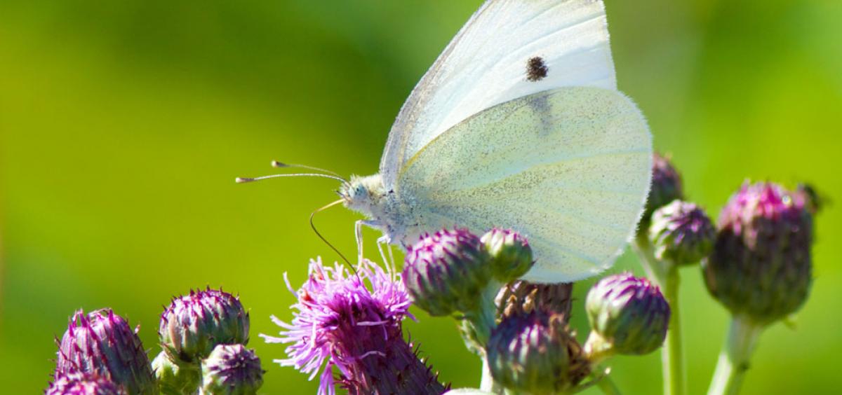 cabbage butterfly