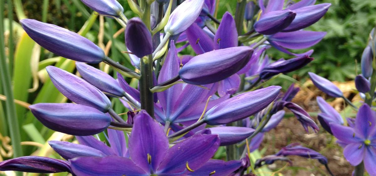 Camas has been determined to be one of the best Oregon plants to attract native bees.
