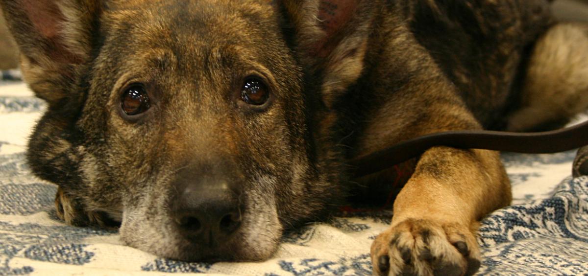 Image shows a German shepherd lying down with head on paws, looking up at the camera with big beautiful eyes.