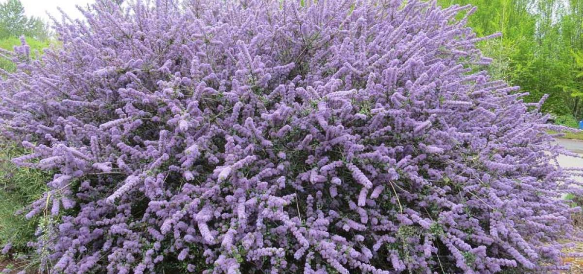 Ceanothus