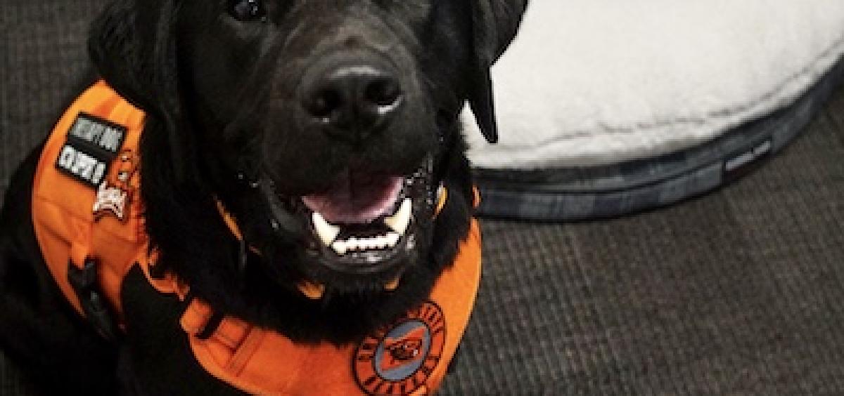 black lab smiling