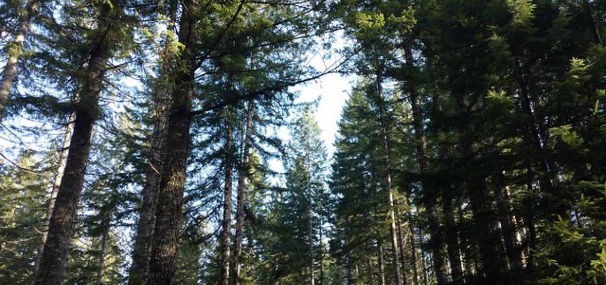 Stand of Douglas-fir in Clatsop County, Oregon