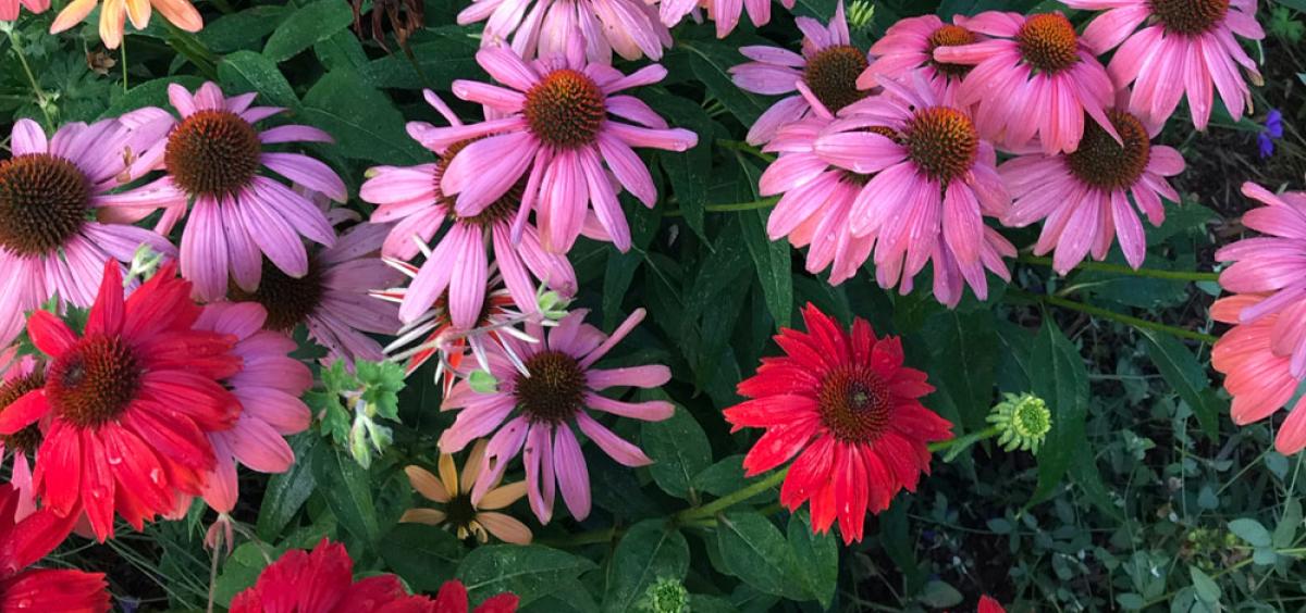 coneflower
