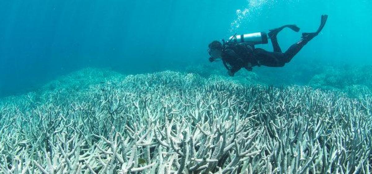 coral reef and diver