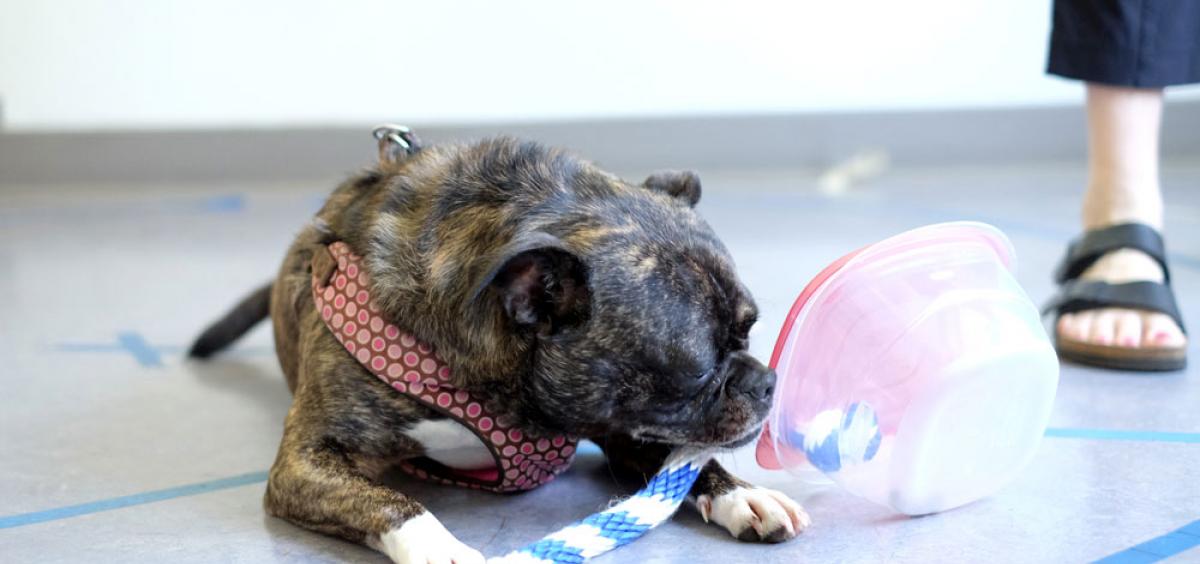 A dog attempts the problem-solving task in OSU's Human-Animal Interaction Lab