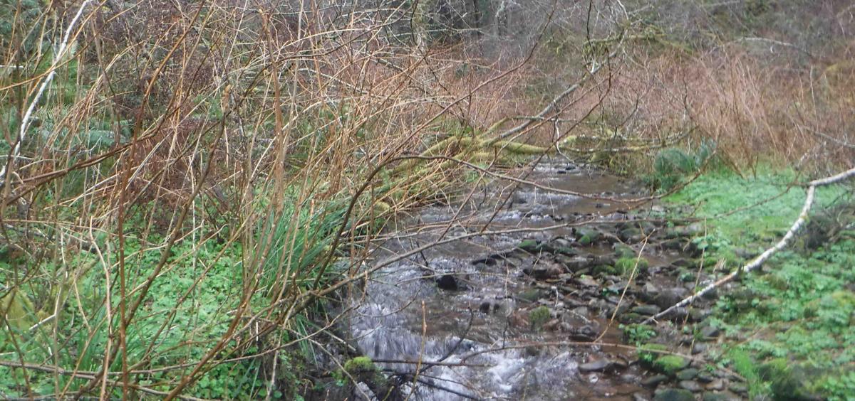 Headwater stream in the Alsea watershed