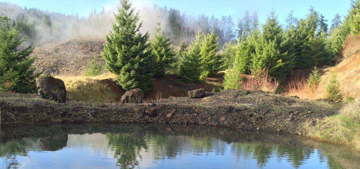 Young trees in Dunn Forest
