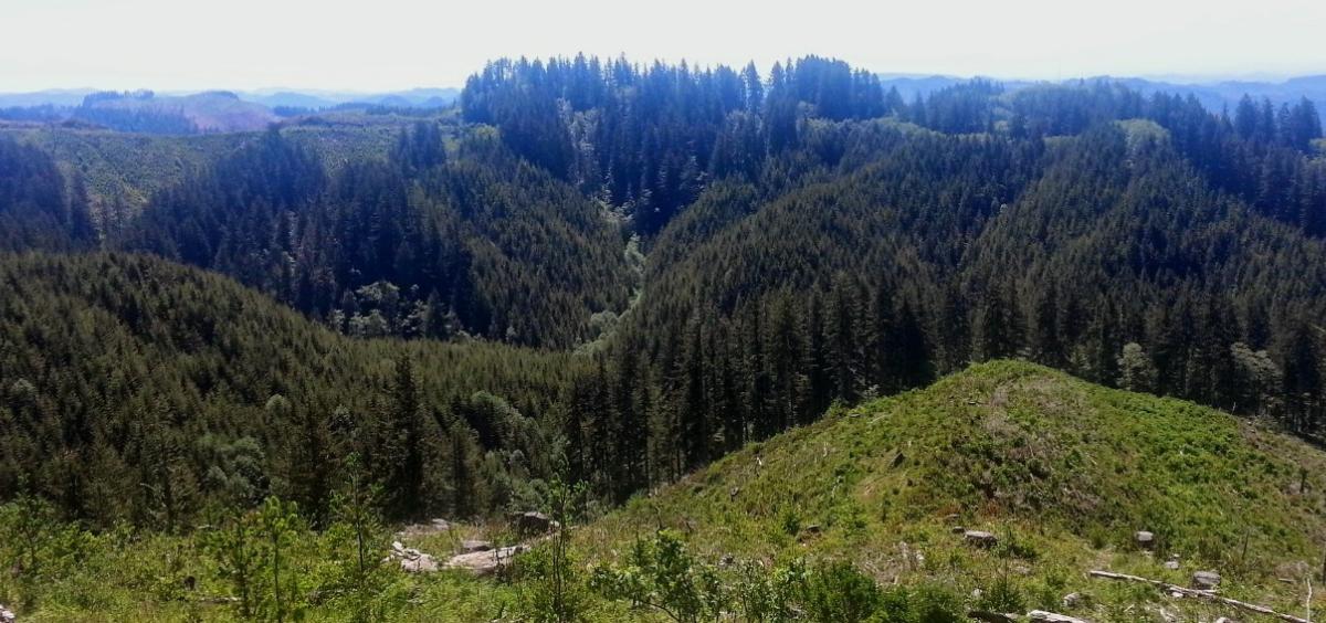 Elliott forest
