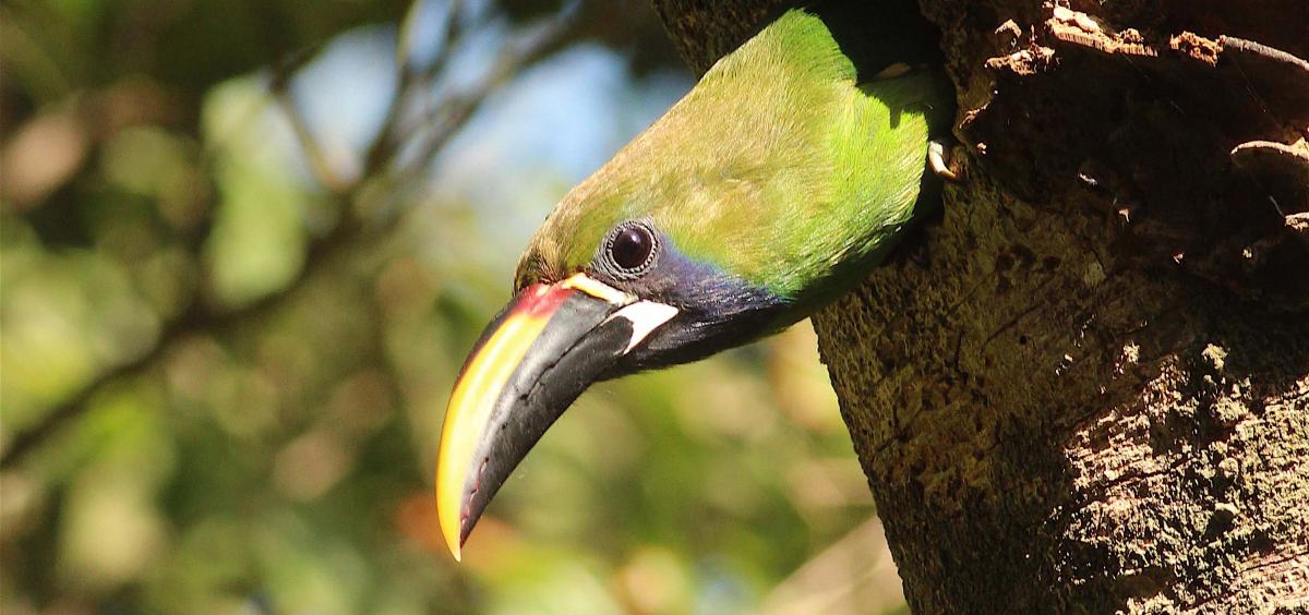 Emerald toucanet, Costa Rica